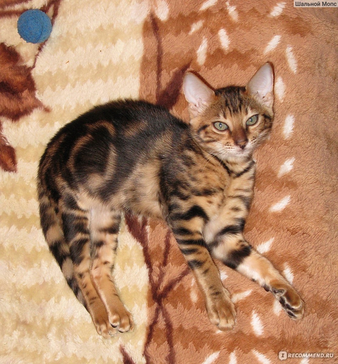 Помесь бенгальской кошки