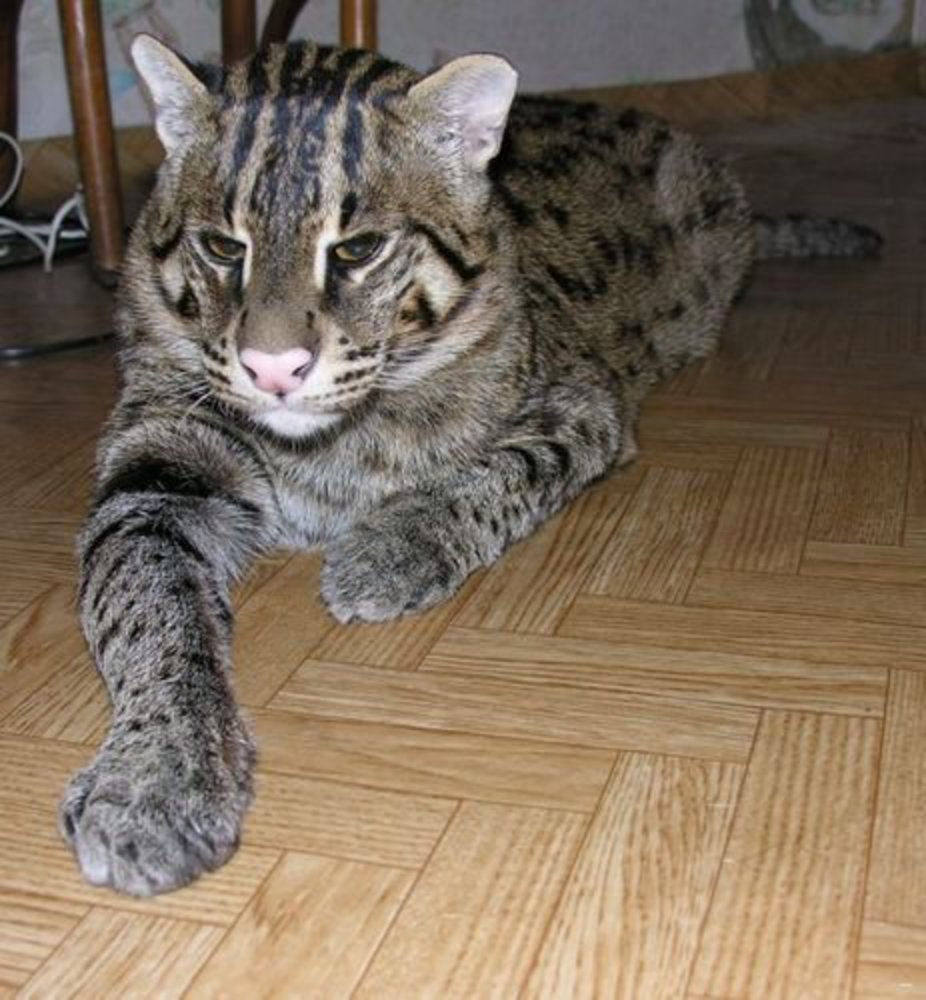 Саванна кошка Размеры и вес