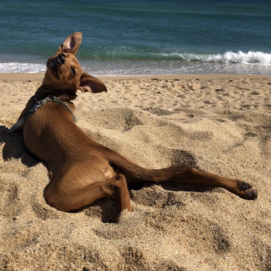 Собака на пляже
