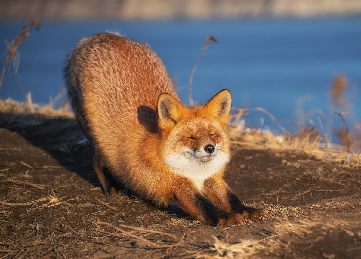 Лиса Байкальская