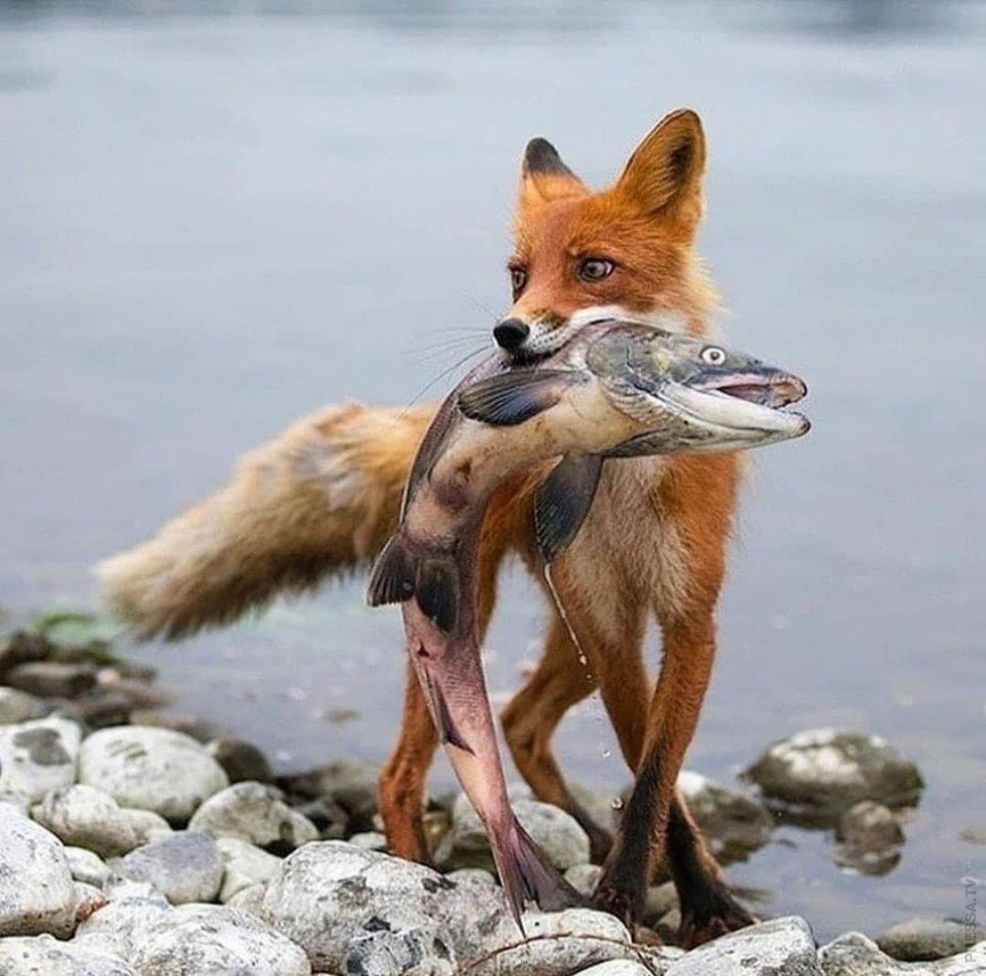 Фурри летом