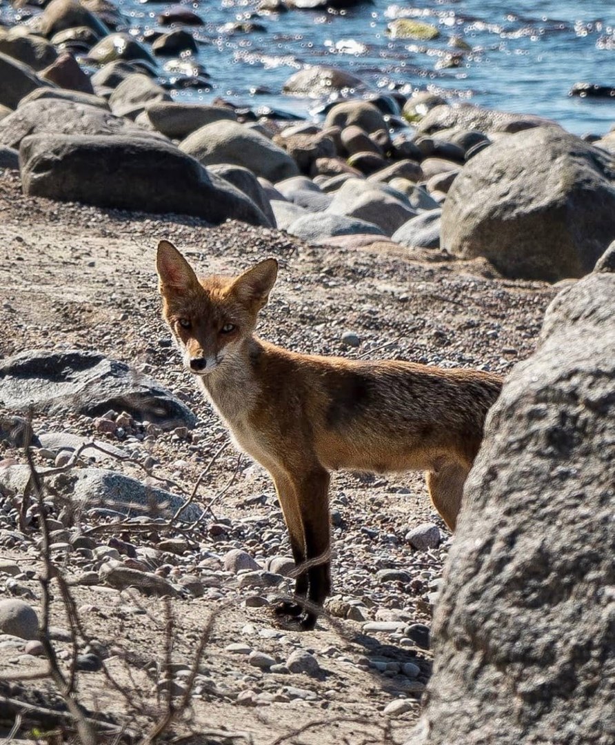Фестиваль дикой природы Золотая черепаха