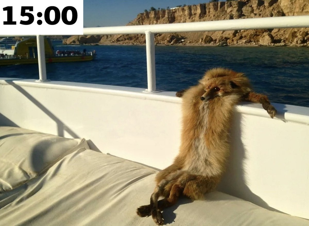 Ежик на море