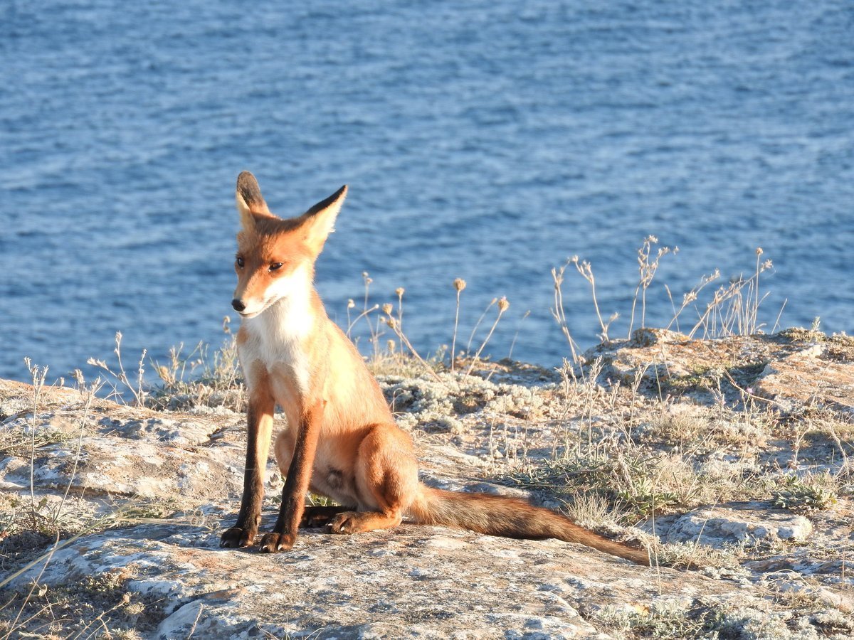 Лисичка на море