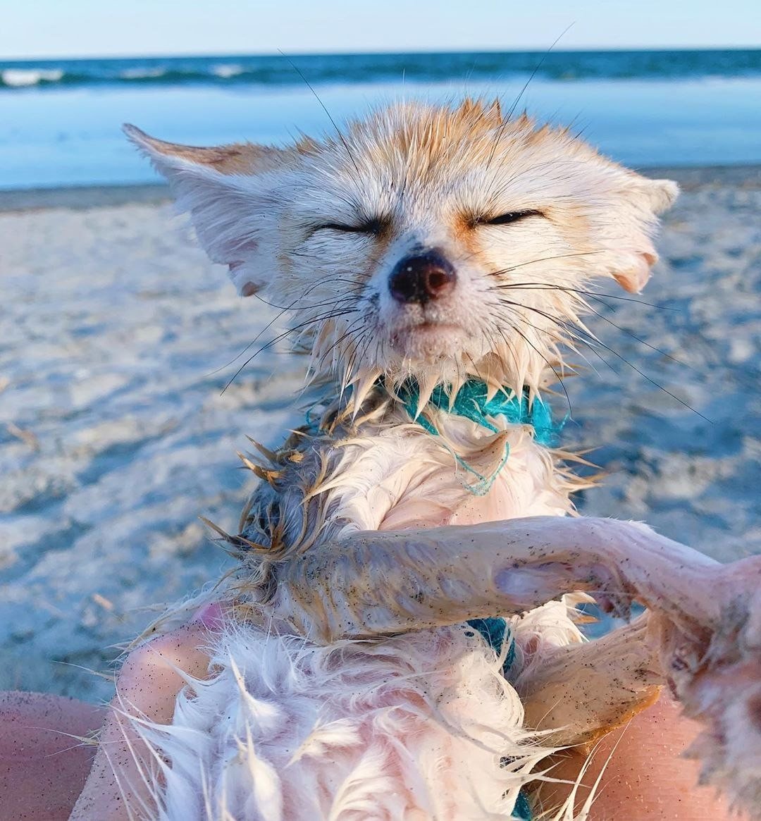 Помски Лисий Тип