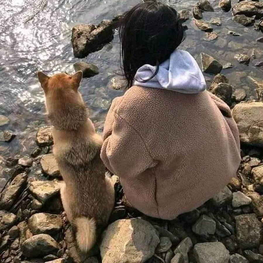 Домашняя лиса Джунипер