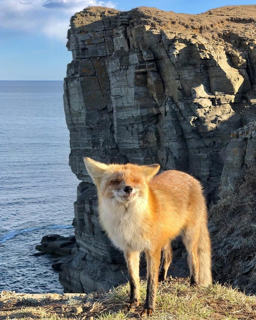 Лиса в воде