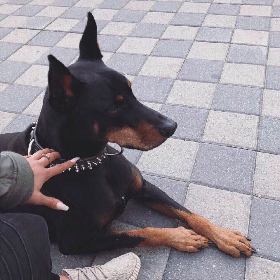 Той терьер короткошерстный