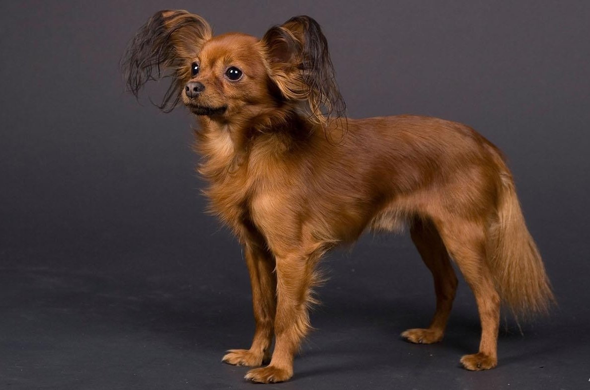 Лисий пинчер длинношерстный