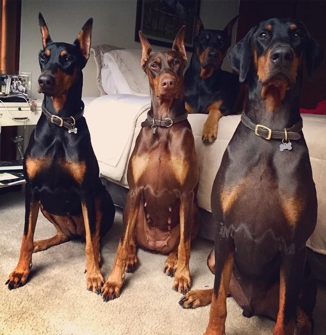 Смесь Болонки и чихуахуа