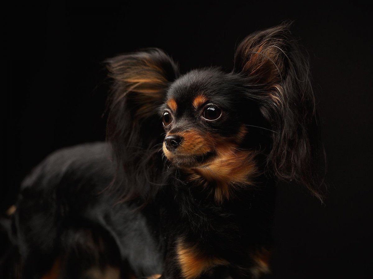 Той терьер длинношерстный