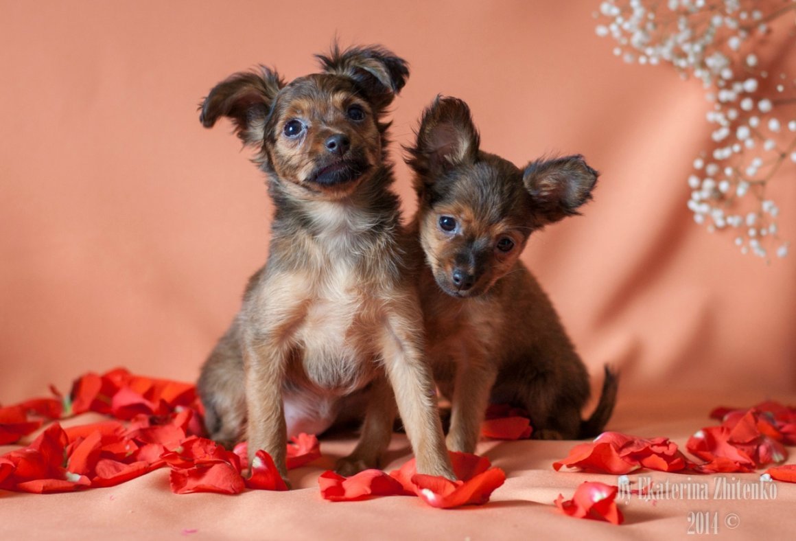 Пражский крысарик длинношерстный