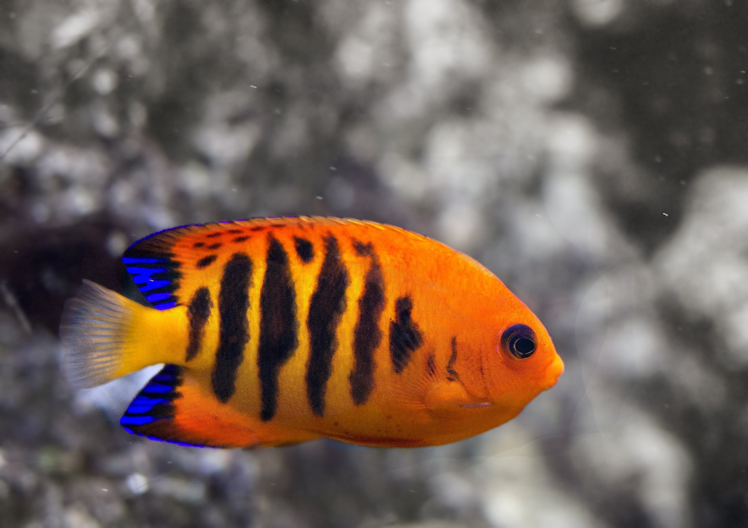 Оранжевые Рыбки Аквариумные