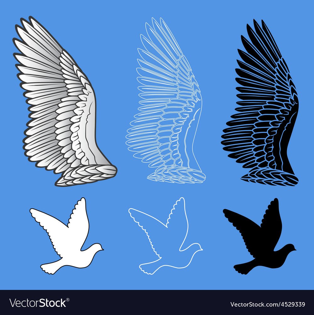 Размах крыла голубя