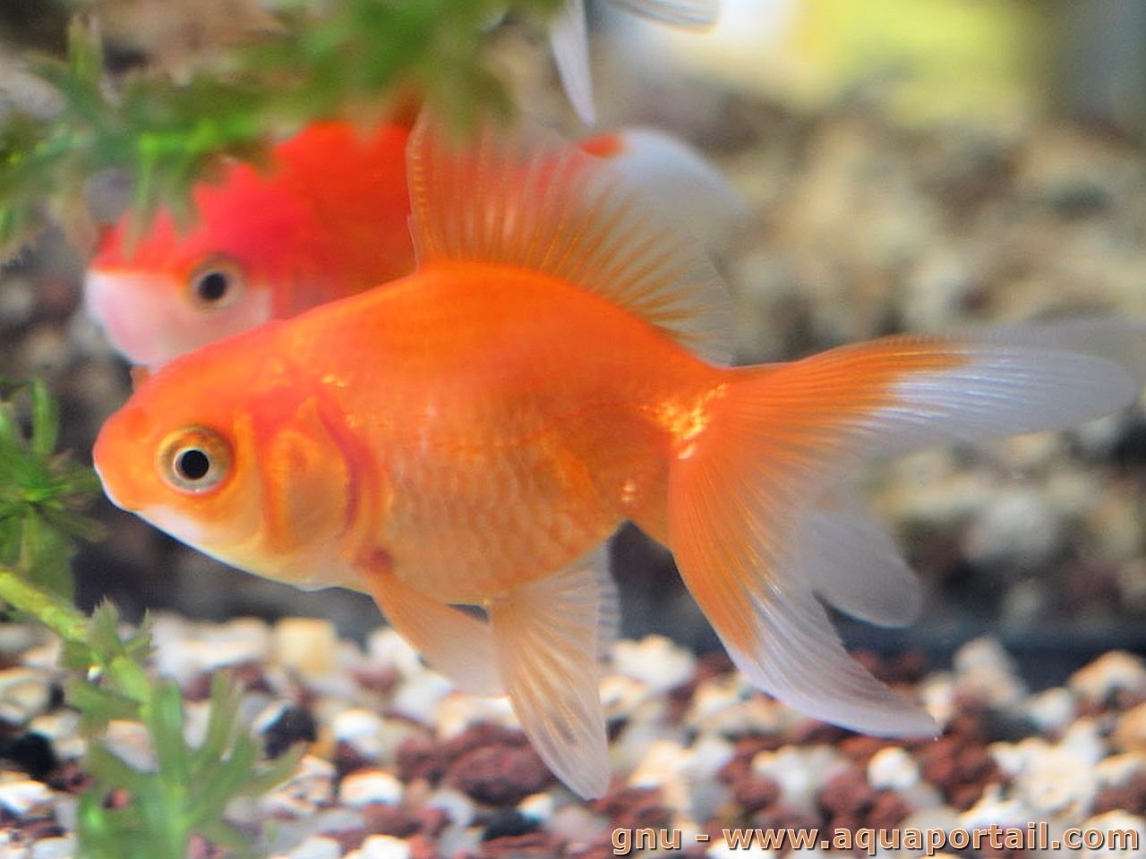 Оранжевая аквариумная рыбка. Меченосец вуалехвост. Фантейл рыбка. Оранжевая рыбка. Оранжевые рыбки аквариумные.