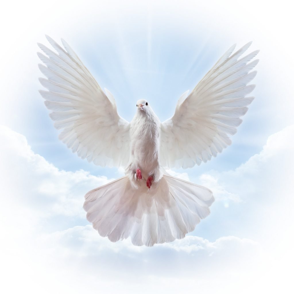 Голубь с расправленными крыльями