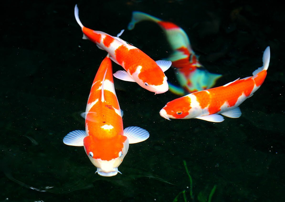 Аквариумные рыбки карпы кои