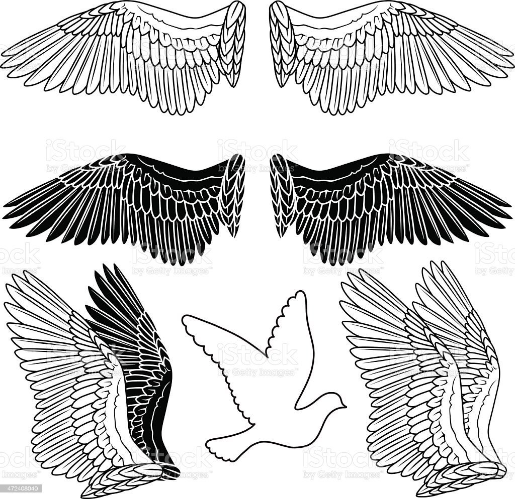 Макет крыла птицы