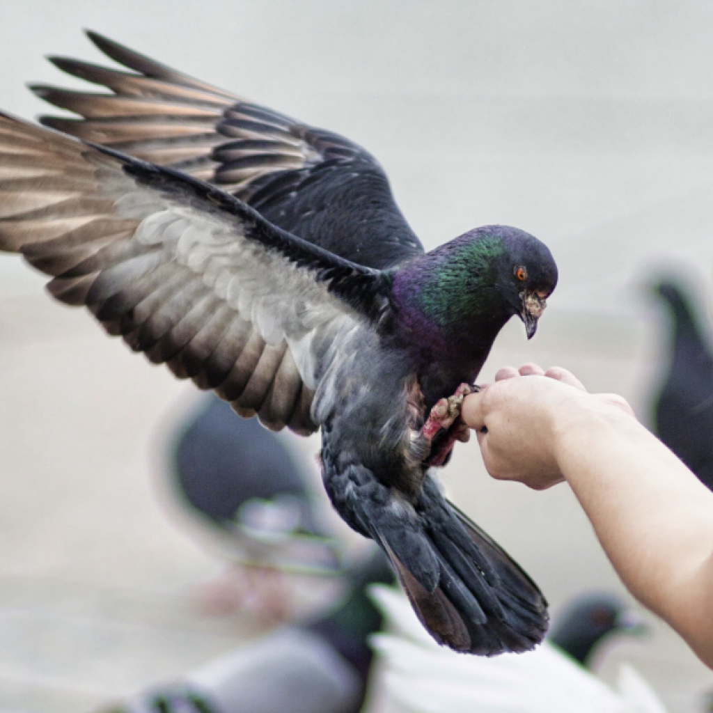 Голубь в руках