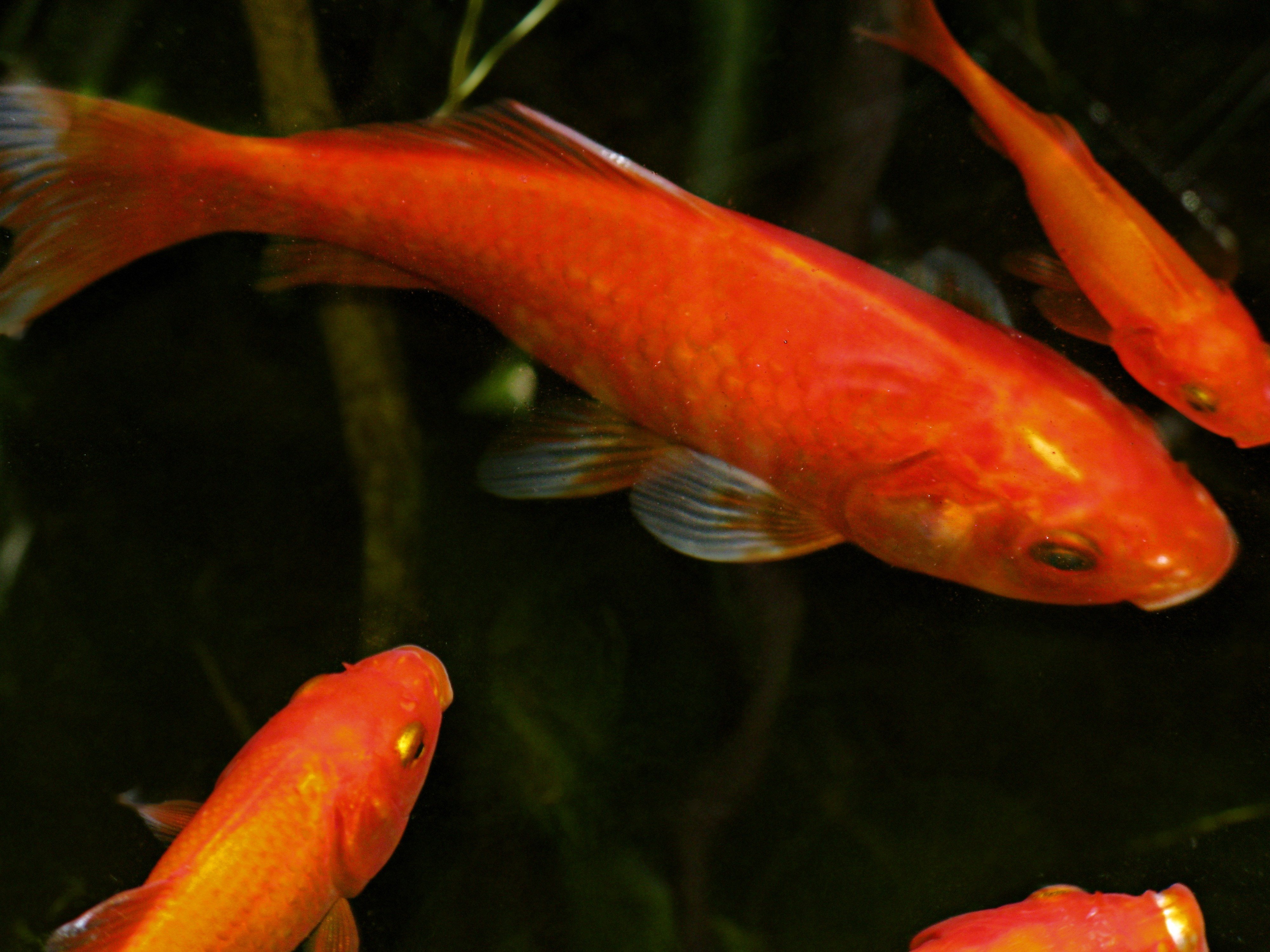 Оранжевая аквариумная рыбка. Меченосцы аквариумные рыбки. Меченосцы кои аквариумные рыбки. Комета красная аквариумная рыбка. Черноплавничные меченосцы.