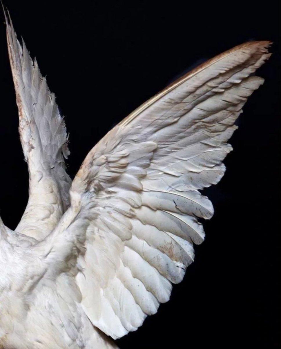 Птичьи Крылья