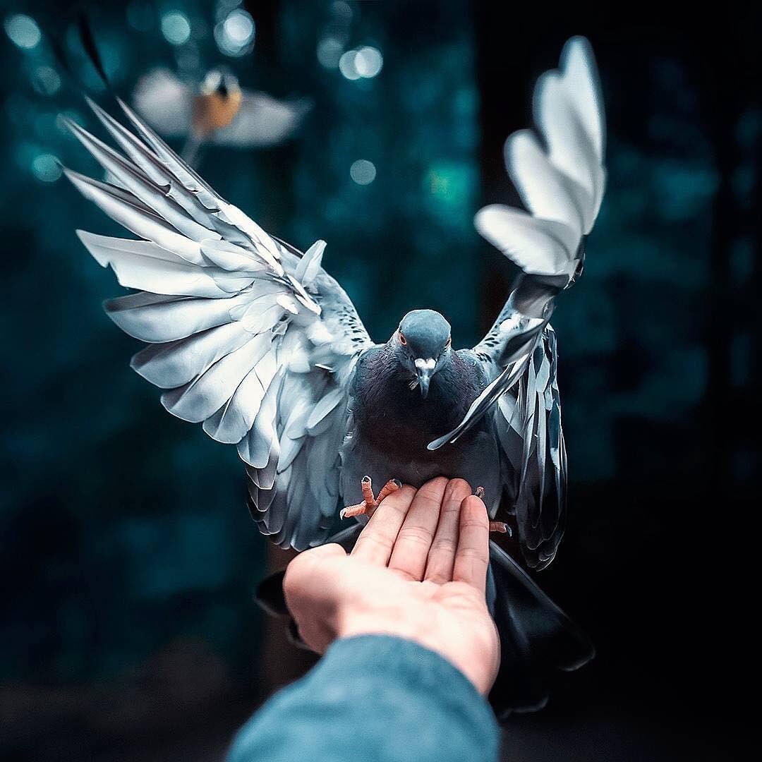 Голубь в руках