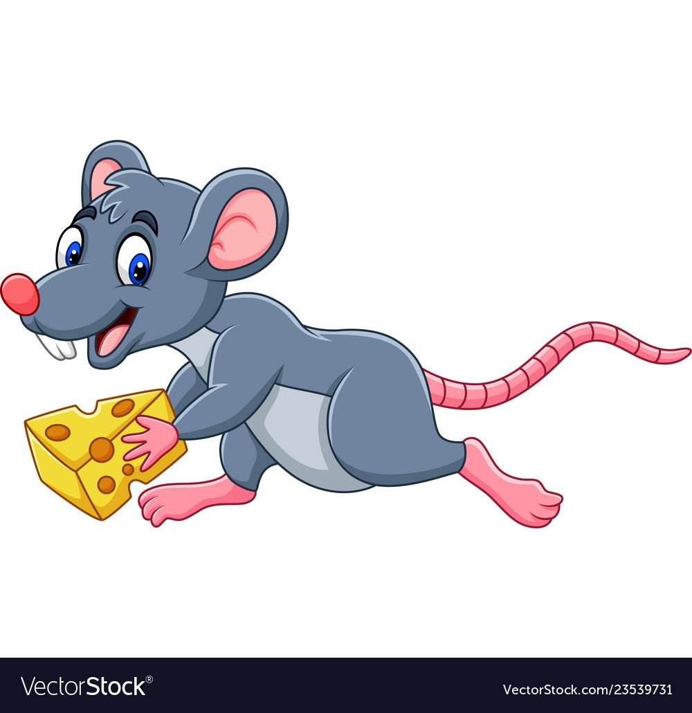 Крыса умывается