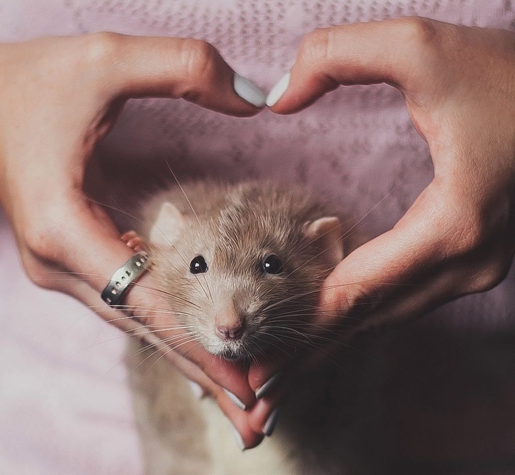 Мышь животное