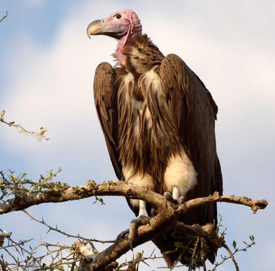 Андский Кондор размах крыльев