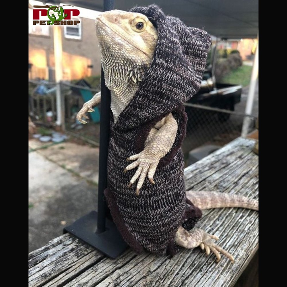 Бородатая агама дракон