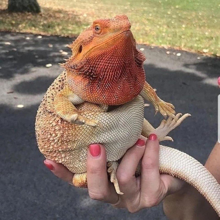 Бородатая агама толстая