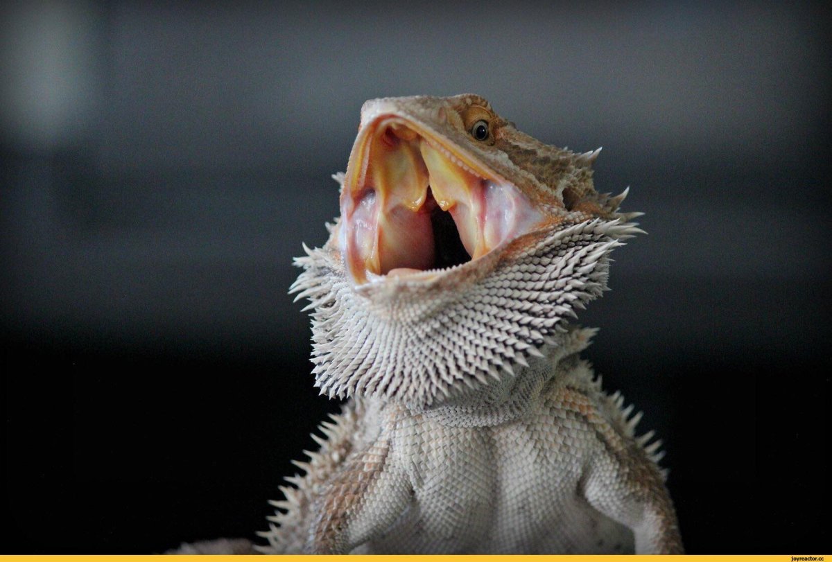 Бородатая агама