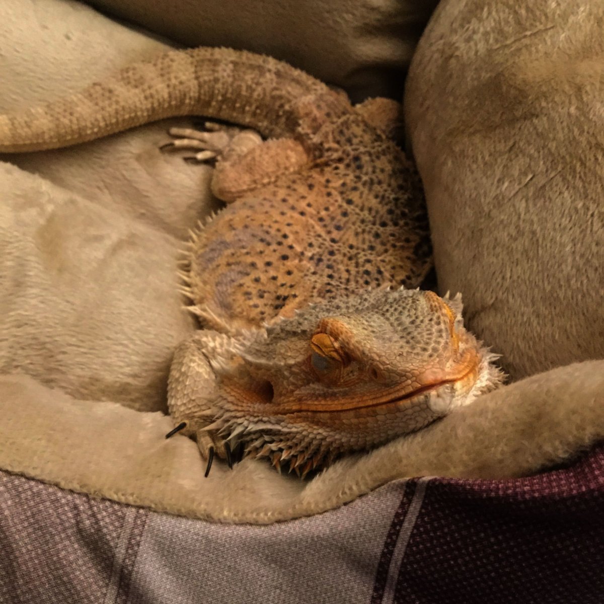 Бородатая агама морфы