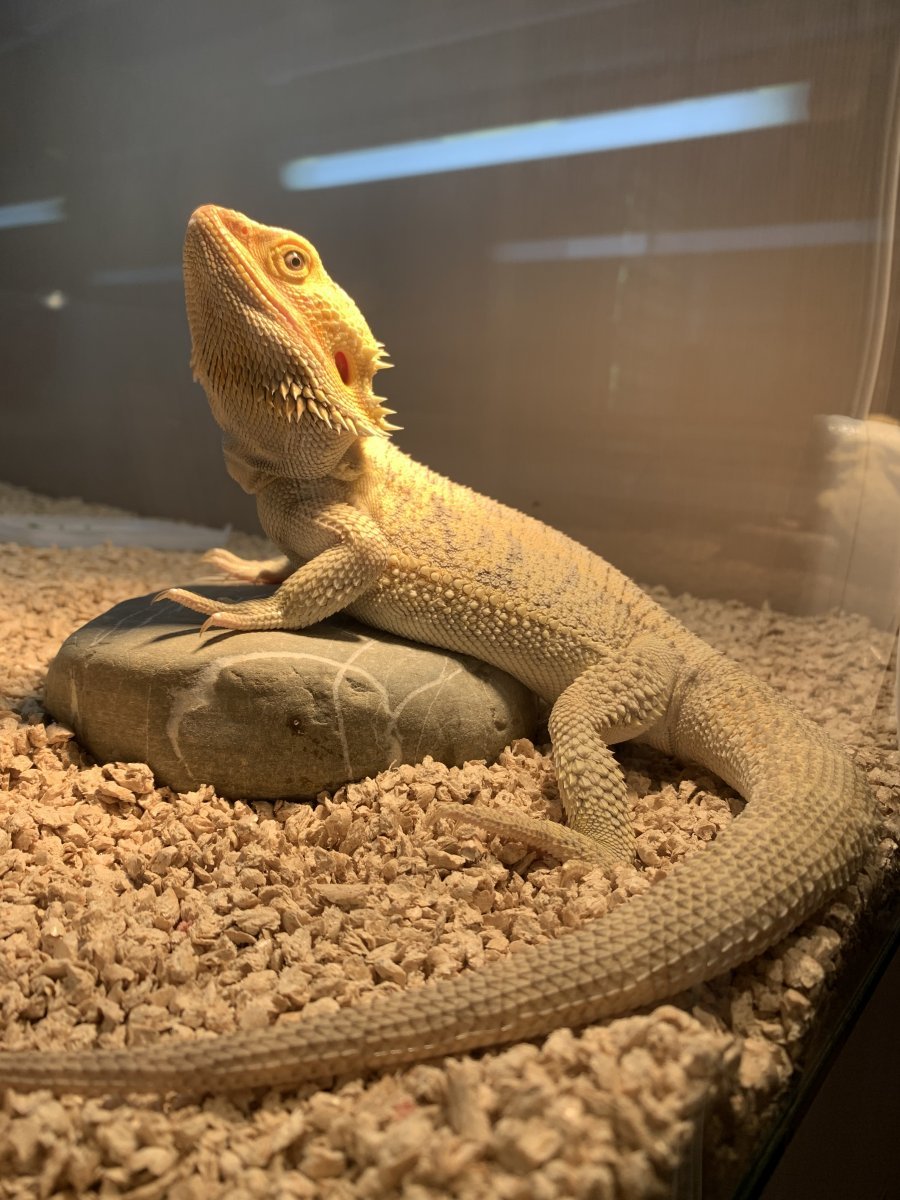 Бородатая агама