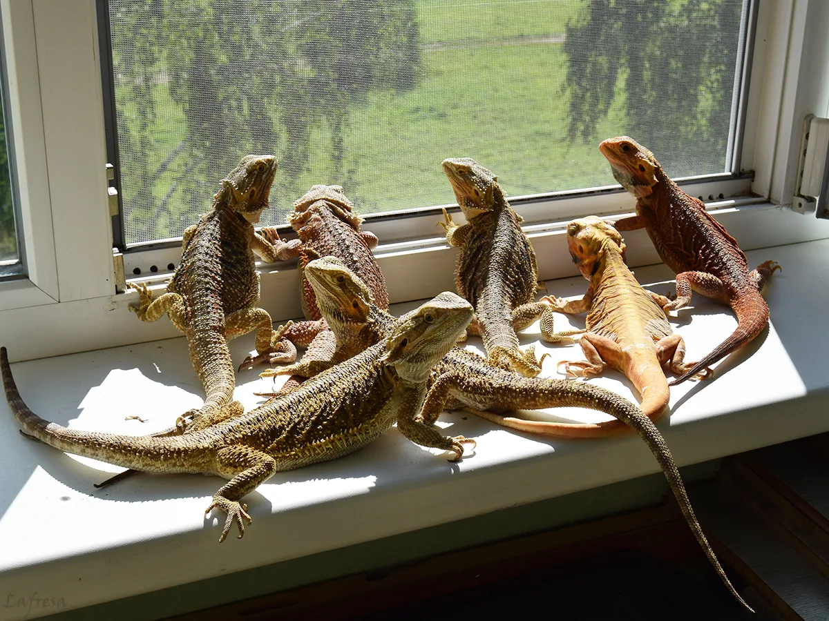 Бородатая агама большая