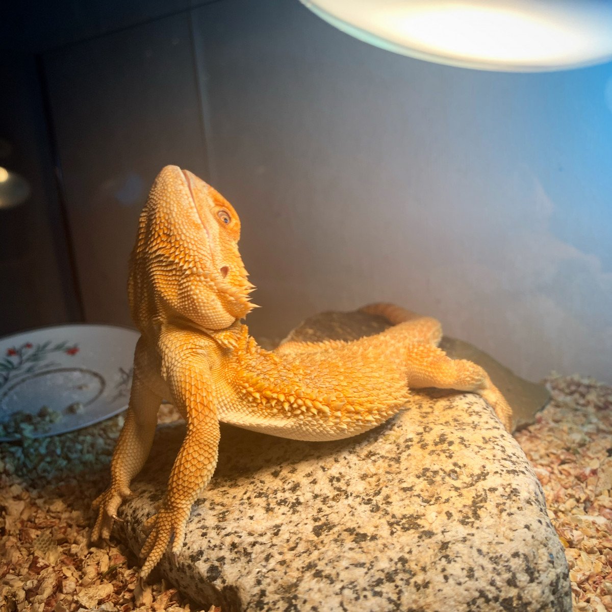 Бородатая агама дракон с рукой человека