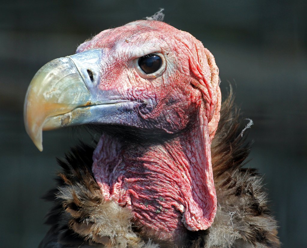 Тибетский Орлан падальщик