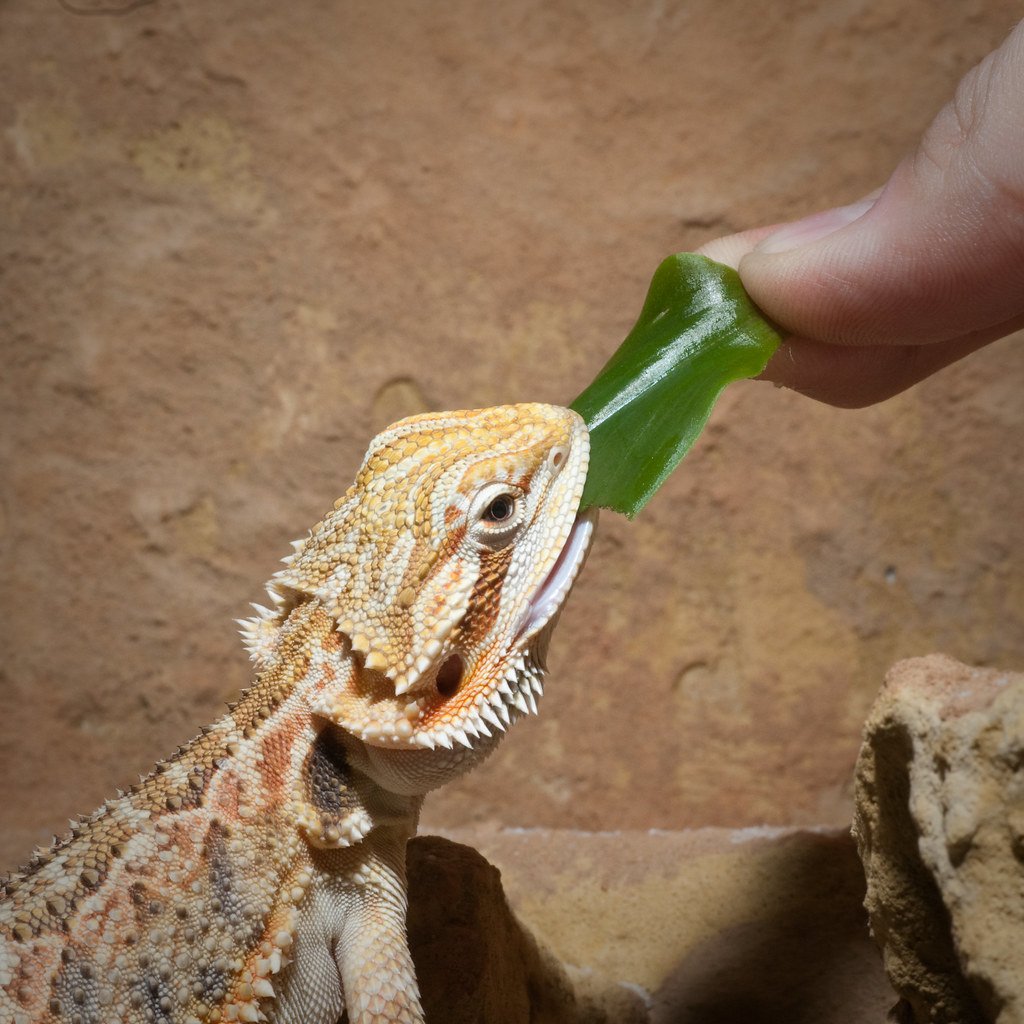 Агама бородатая Гипомеланистик