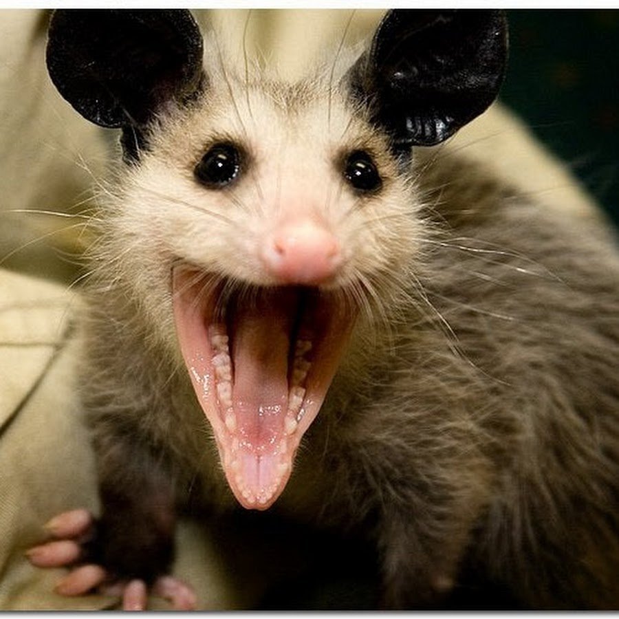 Смешной опоссум