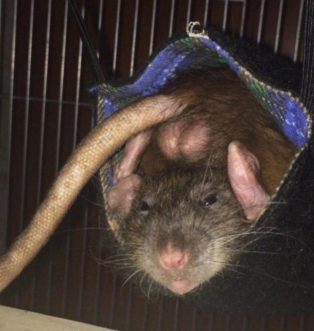 Крыса Дамбо