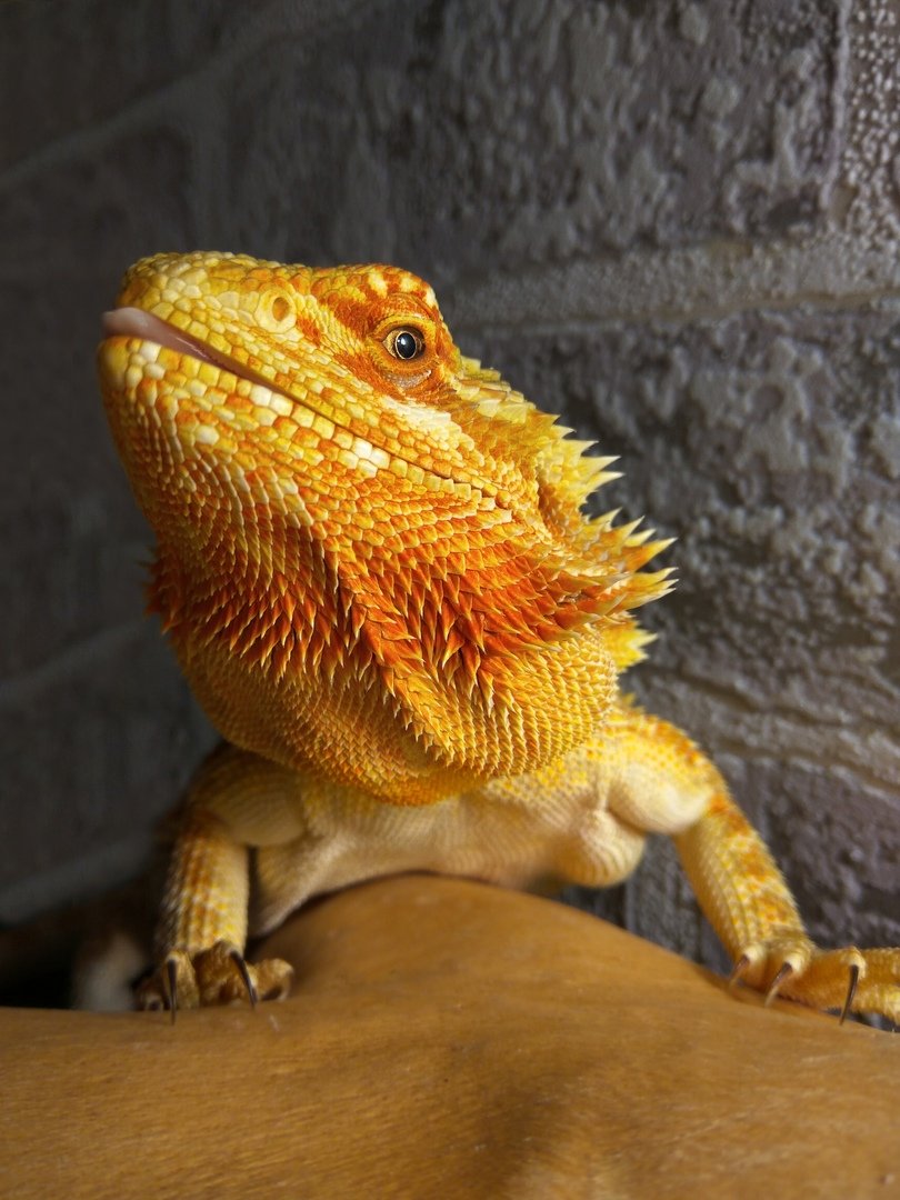 Бородатая агама Флюня