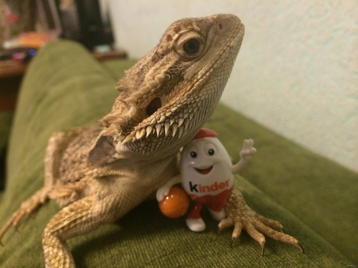 Бородатая агама злая