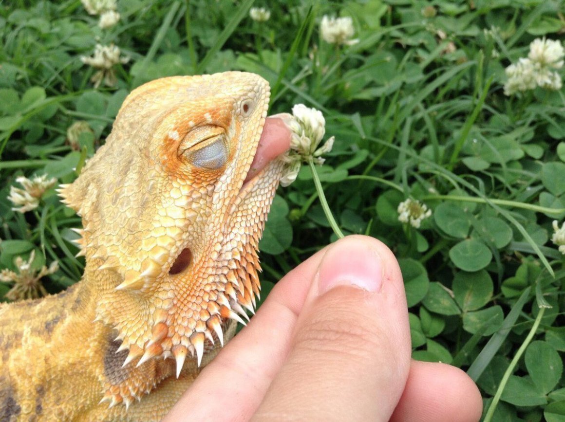 Игуана бородатая агама