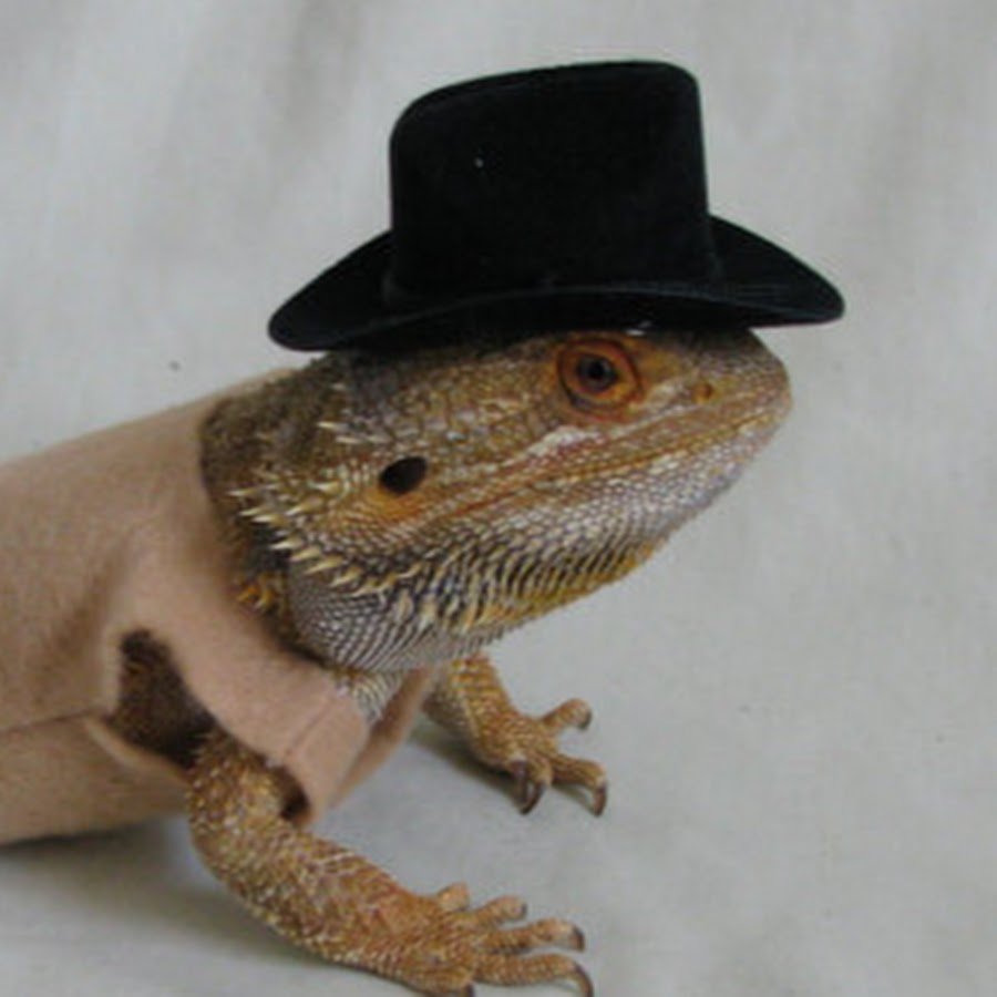 Бородатая агама в костюме дракона