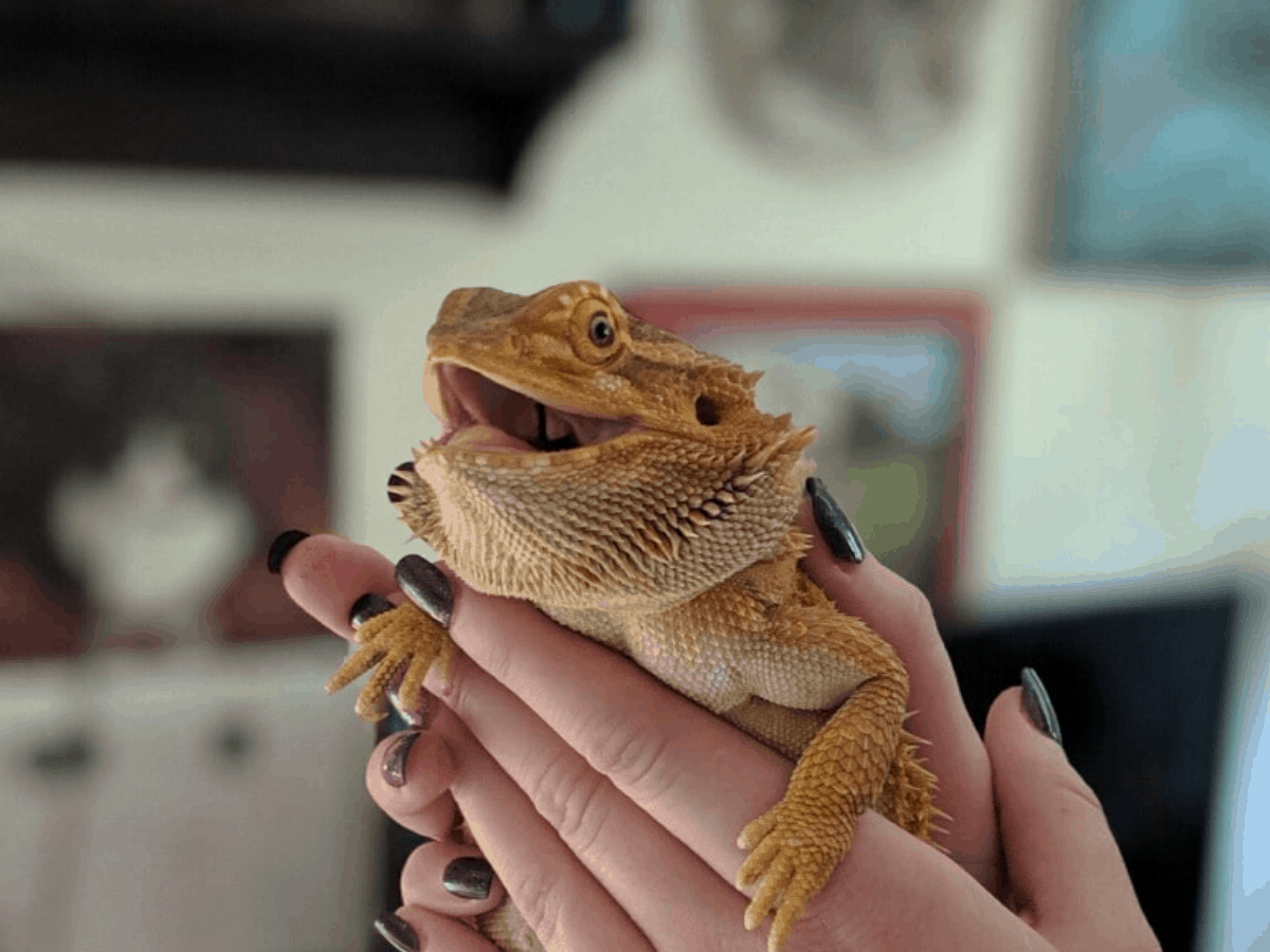 My Pet bearded Dragon