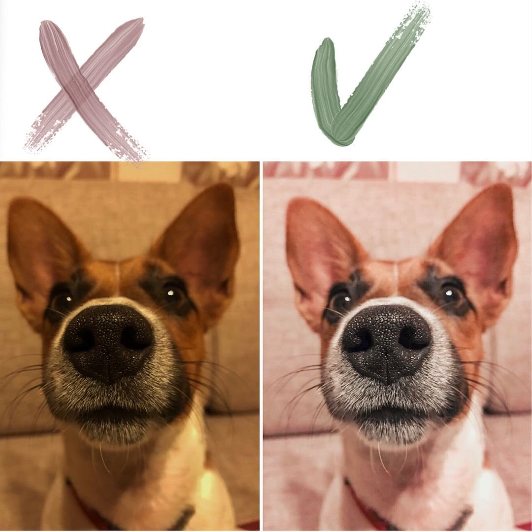 Корги Юлика