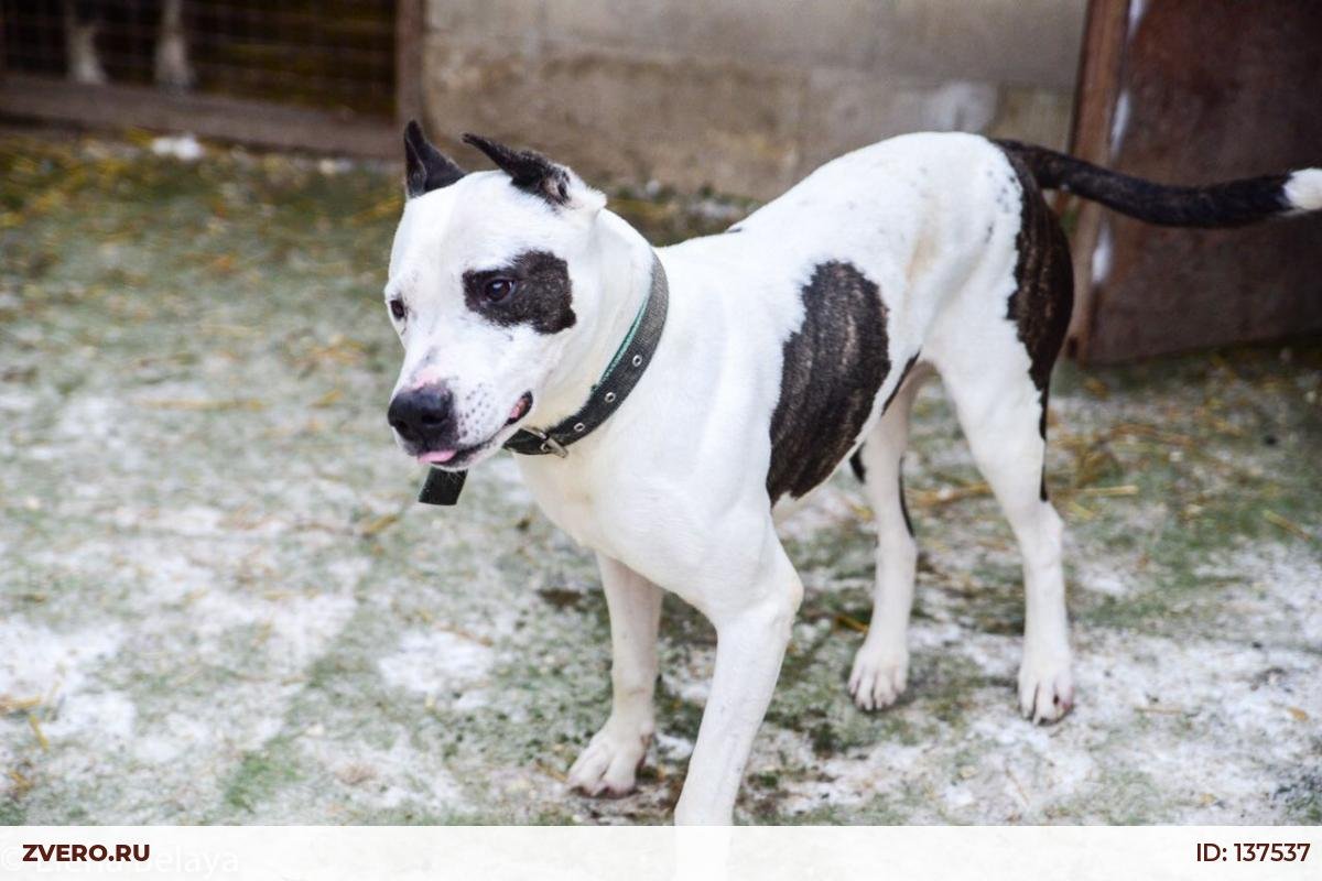 Собака гопник