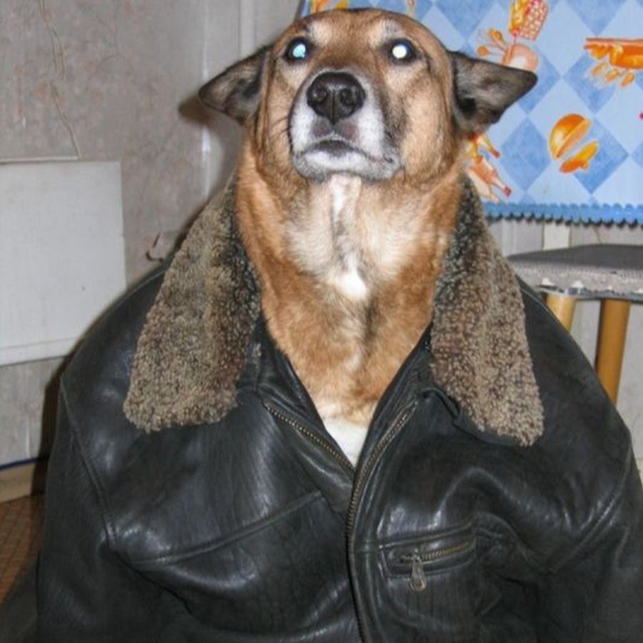Собака в кожаной куртке
