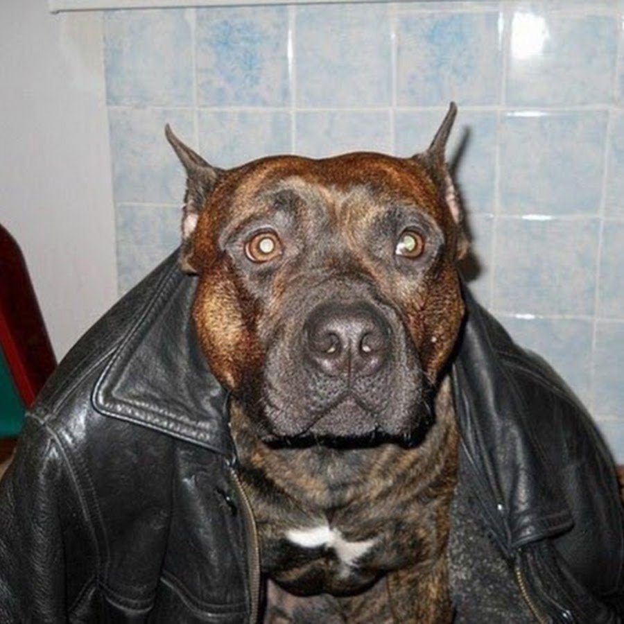 Стаффордширский питбуль злой