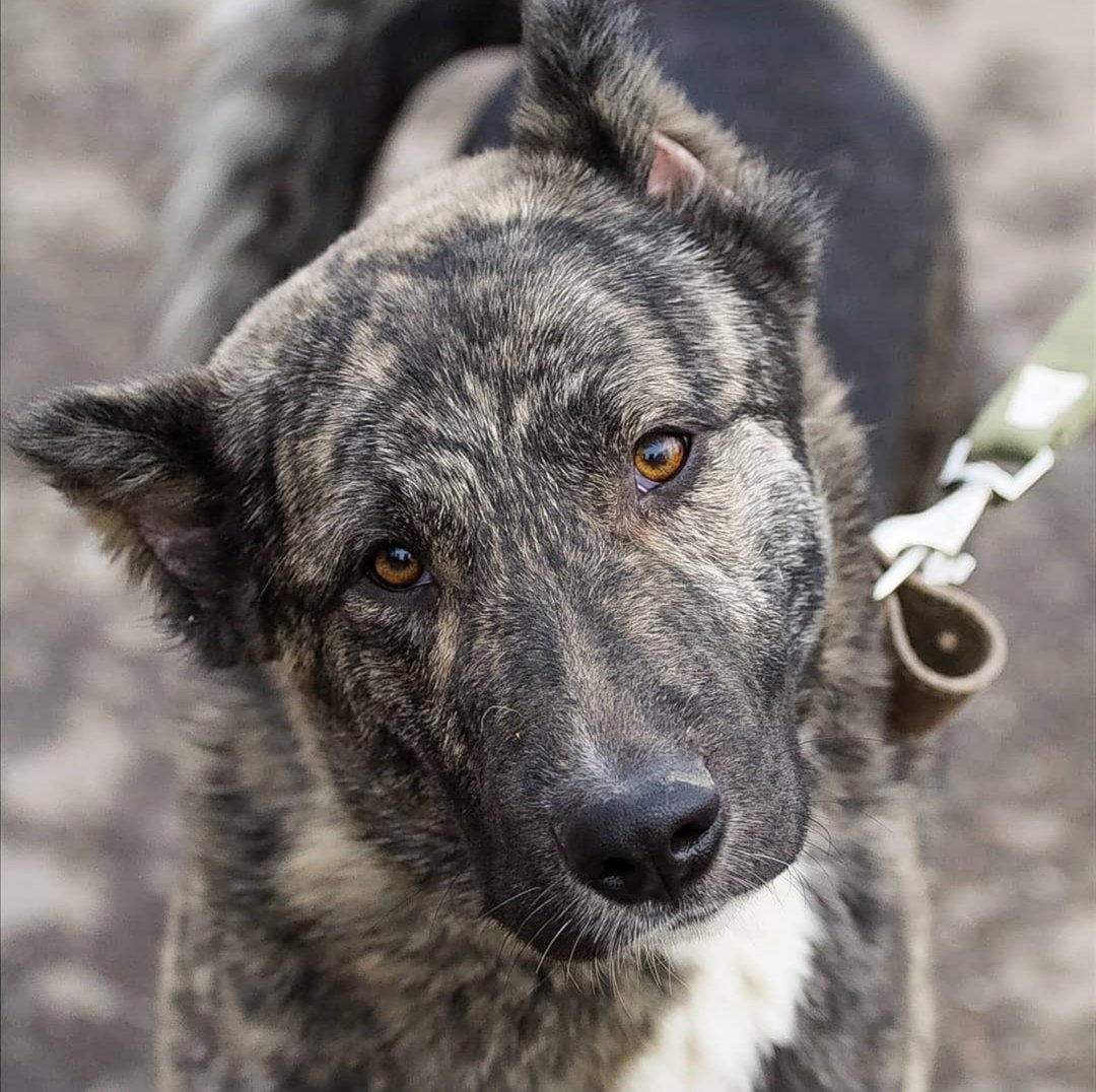 Доберман Эстетика с девушкой